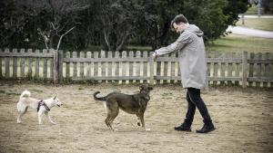 De custòdia compartida a pagar una pensió: així són els divorcis amb mascotes