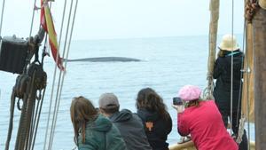 Uno de los cuatro rorcuales avistados el pasado abril desde el Ría de Ferrol.