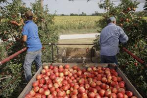 La collita inèdita en plena sequera dona pistes als agricultors sobre com cultivar en el futur