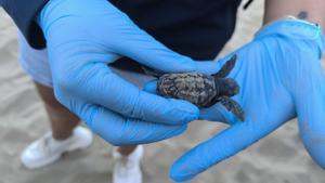 Neixen 50 tortugues careta en una platja de Tarragona