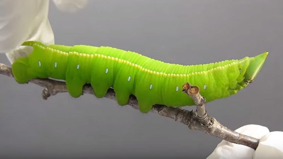 oruga oruga
